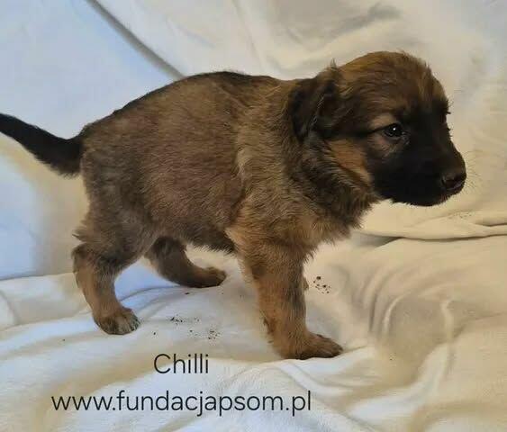 Chilli