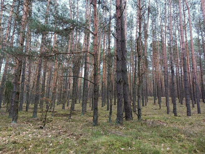 Las sosnowy 3,24 ha - Zacharzów/Radzanów, woj. mazowieckie