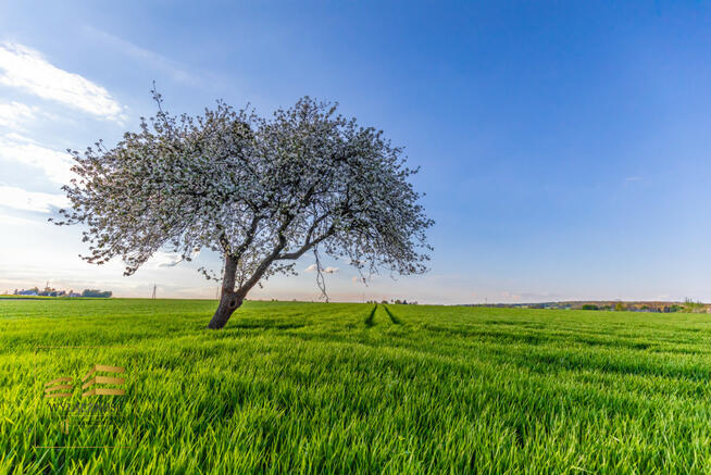 Działka siedliskowa Piotrkówek gm. Krzczonów,