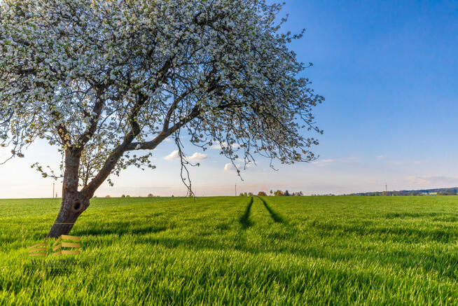 Działka siedliskowa Piotrkówek gm. Krzczonów,