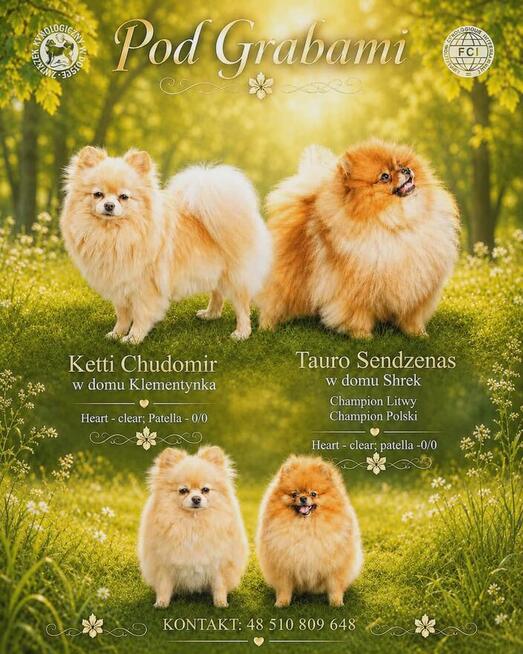 Pomeranian # FCI # suczka #