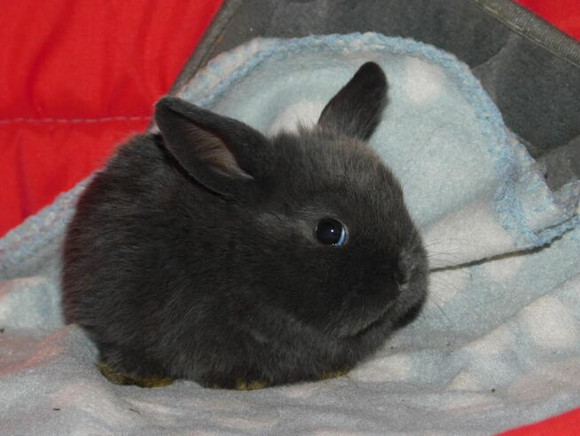 Baranki mini lop
