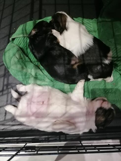Pieski SHIH-TZU