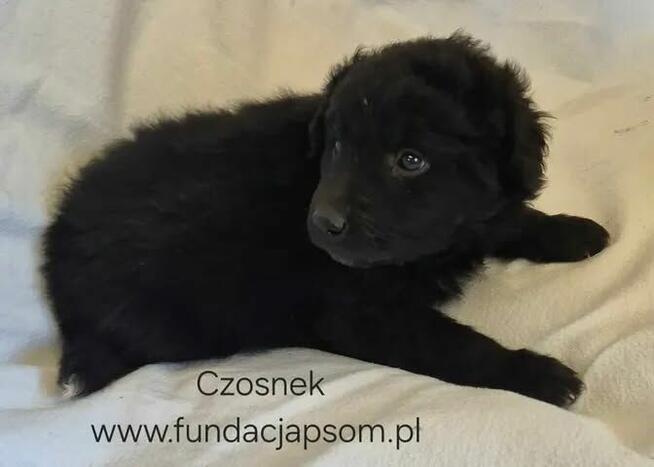 Czosnek