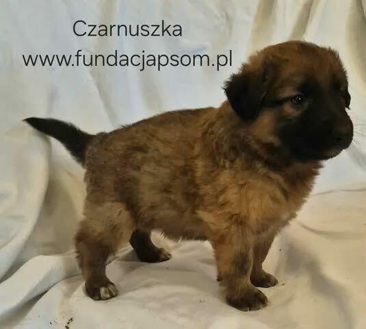 Czarnuszka