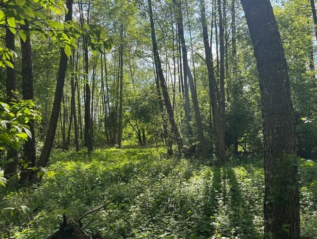 Działka 1,46 ha w Błędnicy – budowlano-leśna, media przy dzi