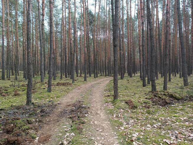 Las sosnowy 3,24 ha - Zacharzów/Radzanów, woj. mazowieckie