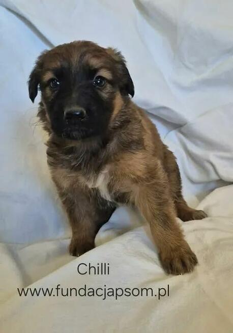 Chilli