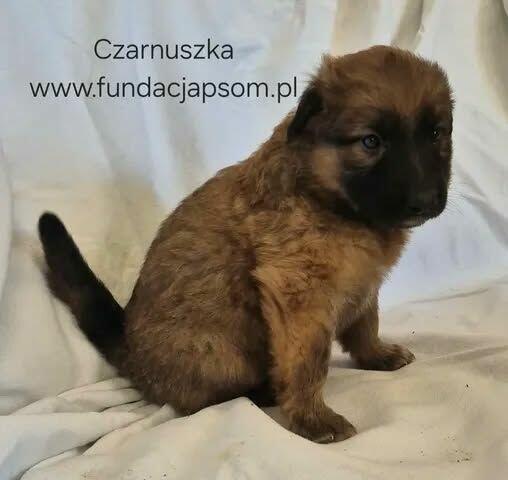 Czarnuszka