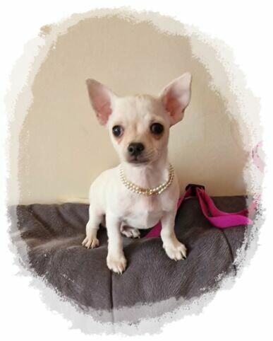 Chihuahua śliczny kremowo biały piesek Aramis