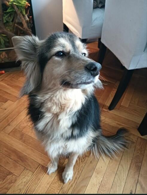 Pilnie Oddam sunię