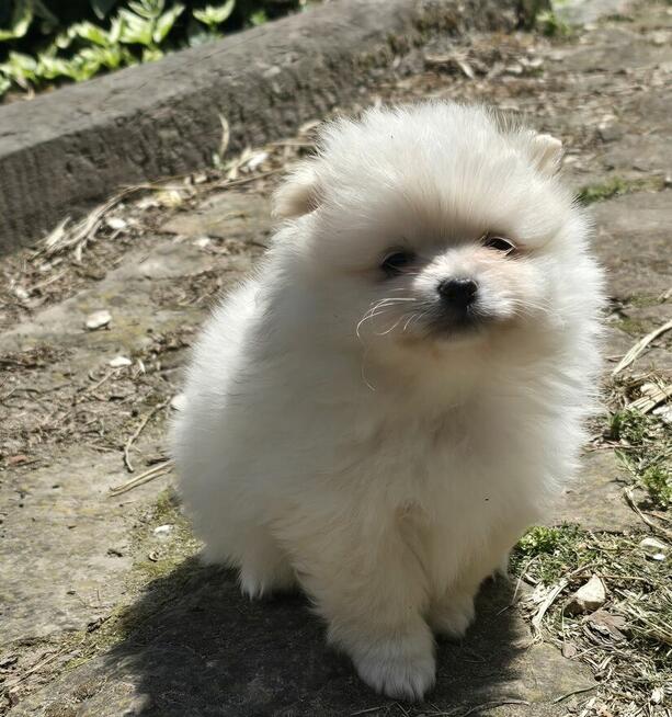 Szpic miniaturowy pomeranian suczka