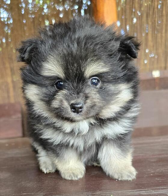 Szpic miniaturowy ,pomeranian piesek blac tan