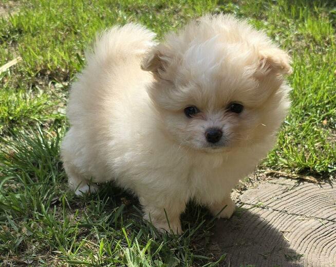 Szpic miniaturowy, pomeranian suczka