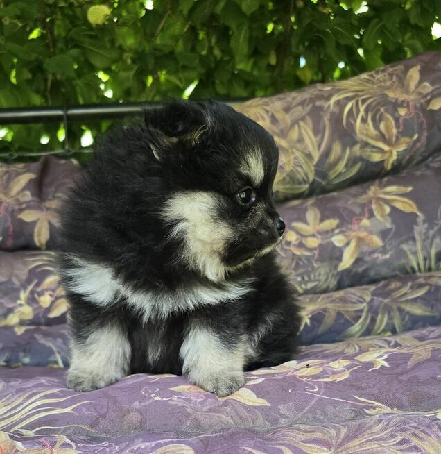 Szpic miniaturowy ,pomeranian piesek blac tan
