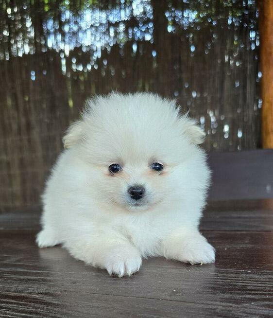 Szpic miniaturowy pomeranian suczka