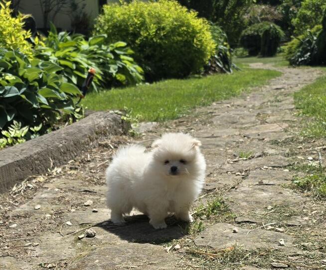 Szpic miniaturowy pomeranian suczka