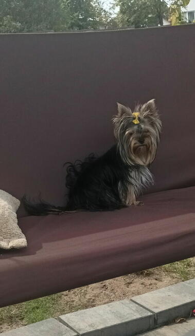 Yorkshire terrier