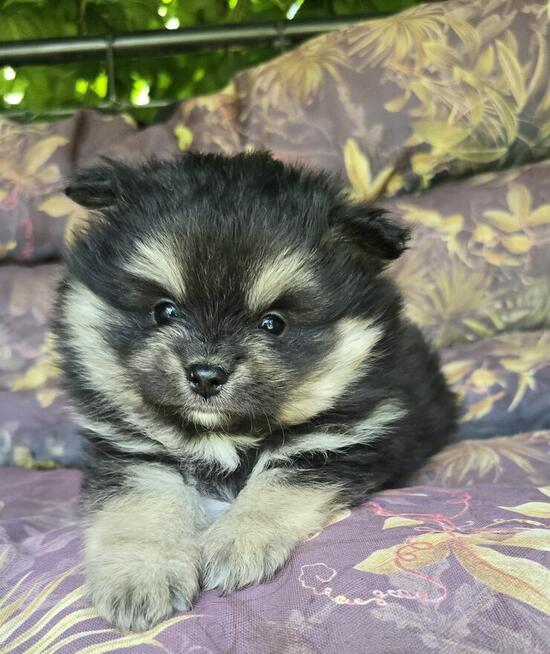 Szpic miniaturowy ,pomeranian piesek blac tan