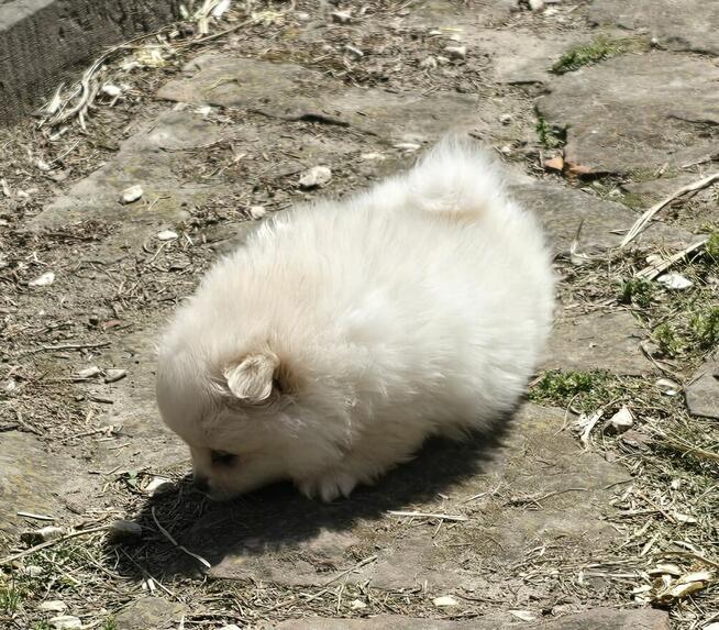 Szpic miniaturowy pomeranian suczka