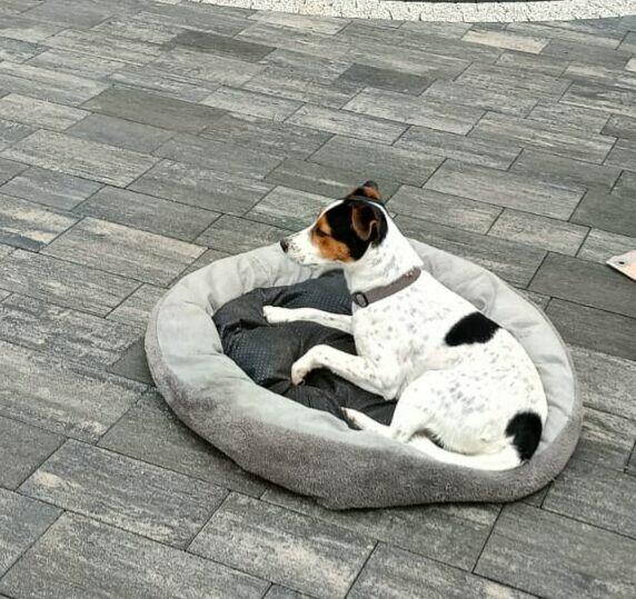 Oddam psa rasy Jack russel terier