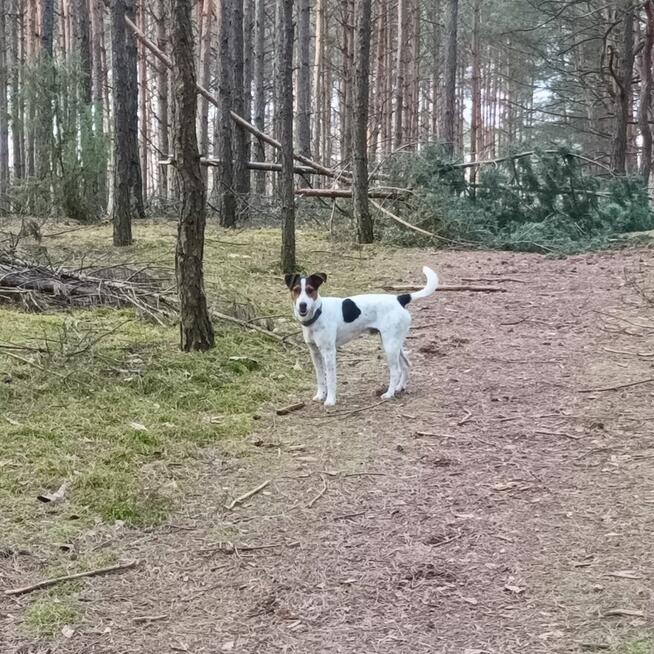 Oddam psa rasy Jack russel terier