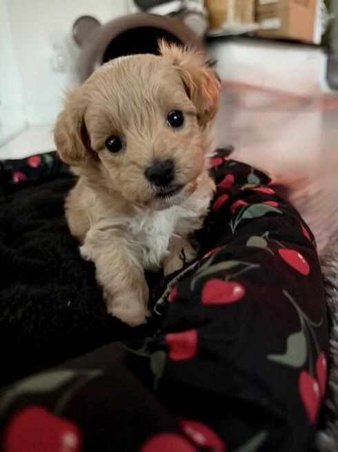Maltipoo śliczna dziewczynka