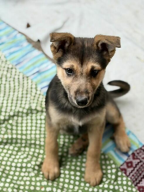 Lola - 4 miesięczny SZCZENIAK szuka domu!