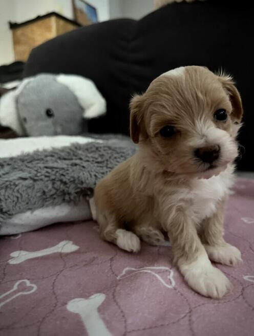Maltipoo śliczna dziewczynka
