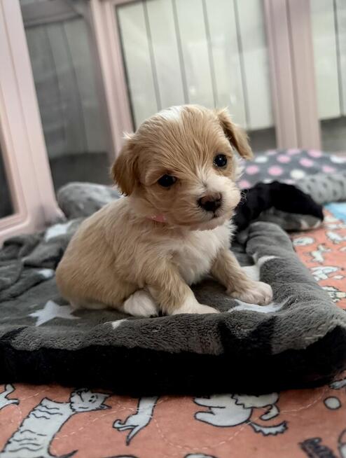Maltipoo śliczna dziewczynka