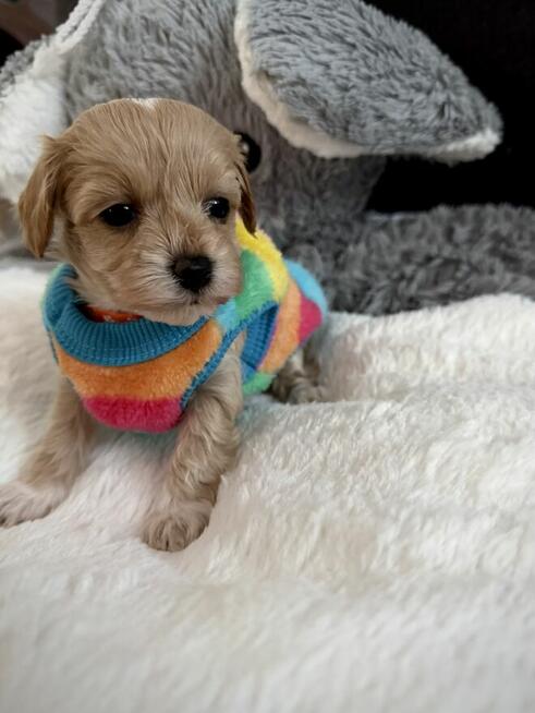 Maltipoo śliczna dziewczynka