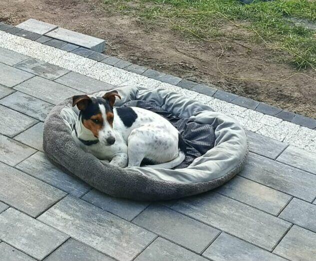 Oddam psa rasy Jack russel terier