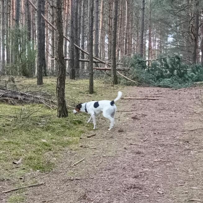 Oddam psa rasy Jack russel terier
