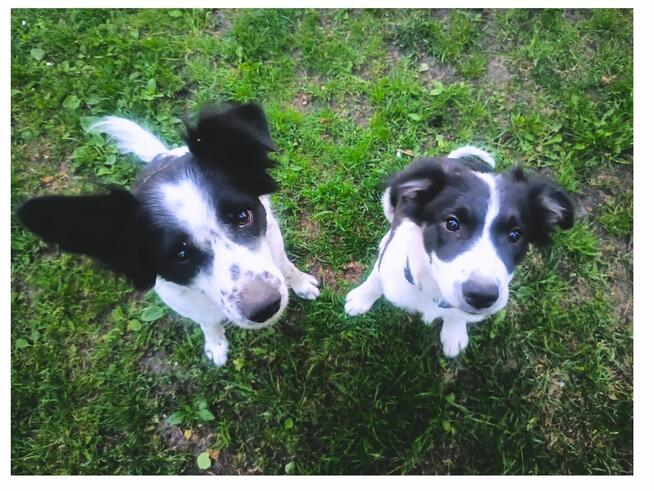 Sunia border collie