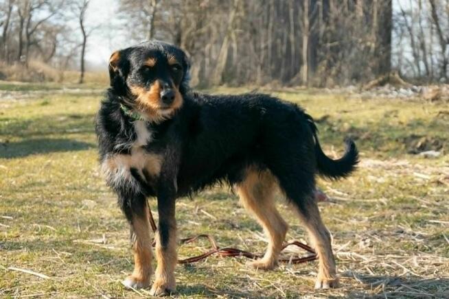 Porzucony, piękny TUSZEK w typie teriera szuka domu !!