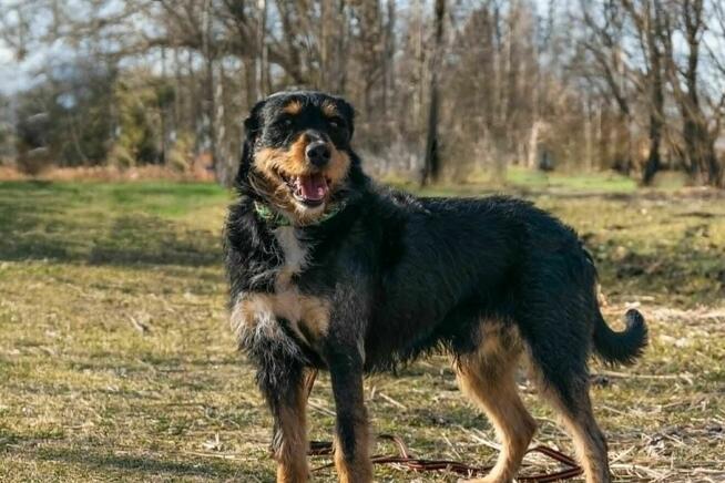 Porzucony, piękny TUSZEK w typie teriera szuka domu !!