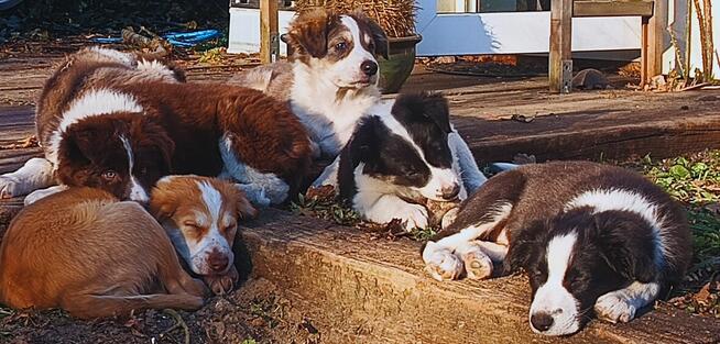 Szczeniak border collie