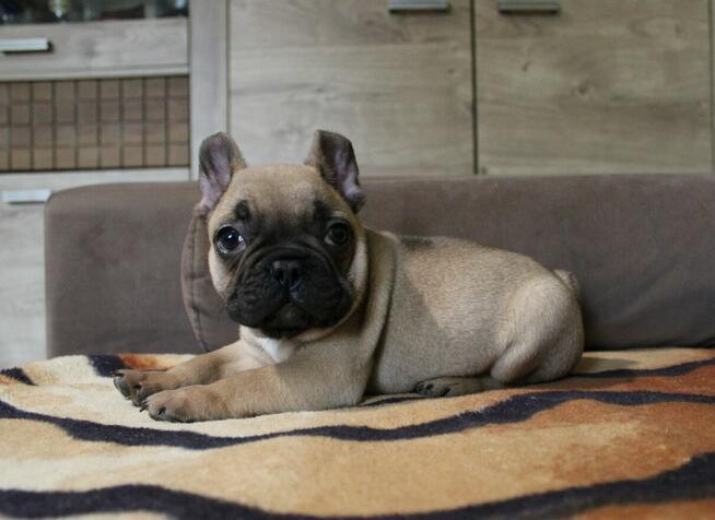 Buldog francuski
