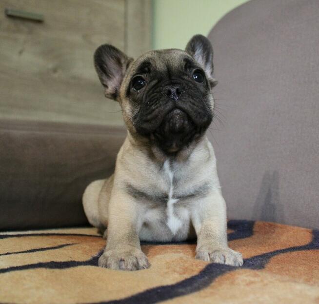 Buldog francuski