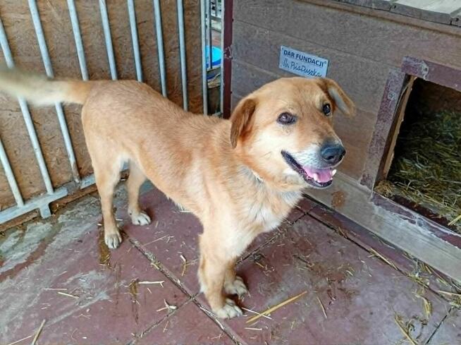 Uroczy, śliczny SZYMUŚ szuka domu !! Do adopcji !!