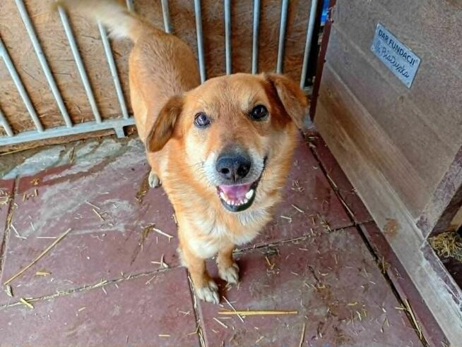 Uroczy, porzucony SZYMUŚ szuka domu !! Do adopcji !!