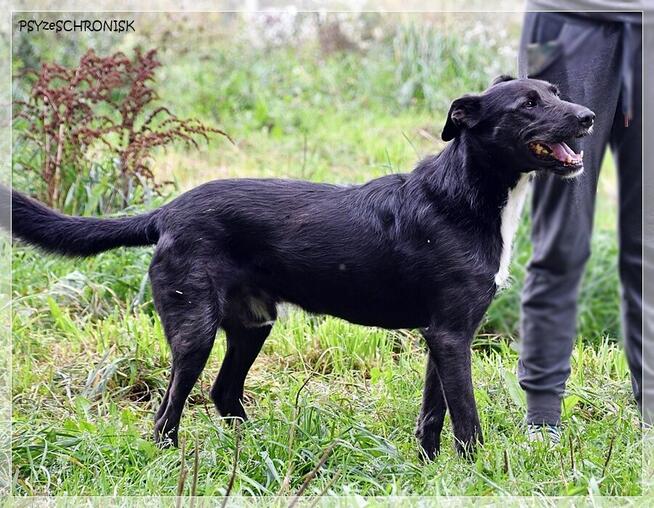 Cezar – szuka spokojnego domu, który zapewni mu stabilność