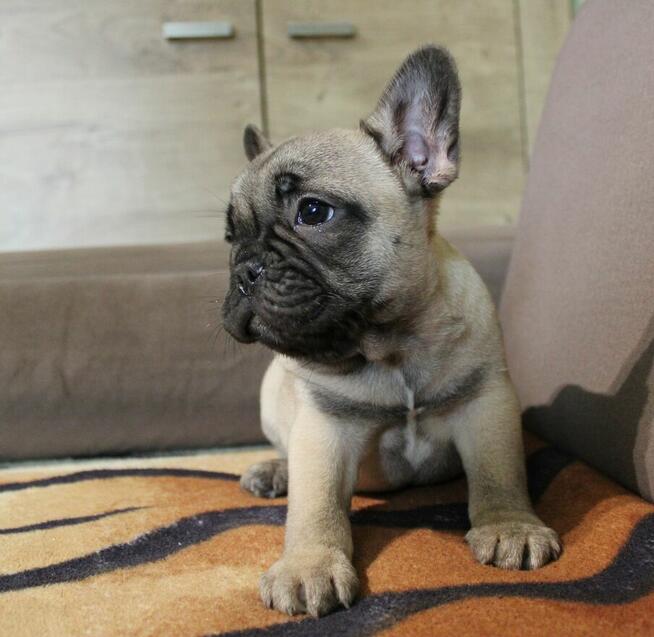 Buldog francuski