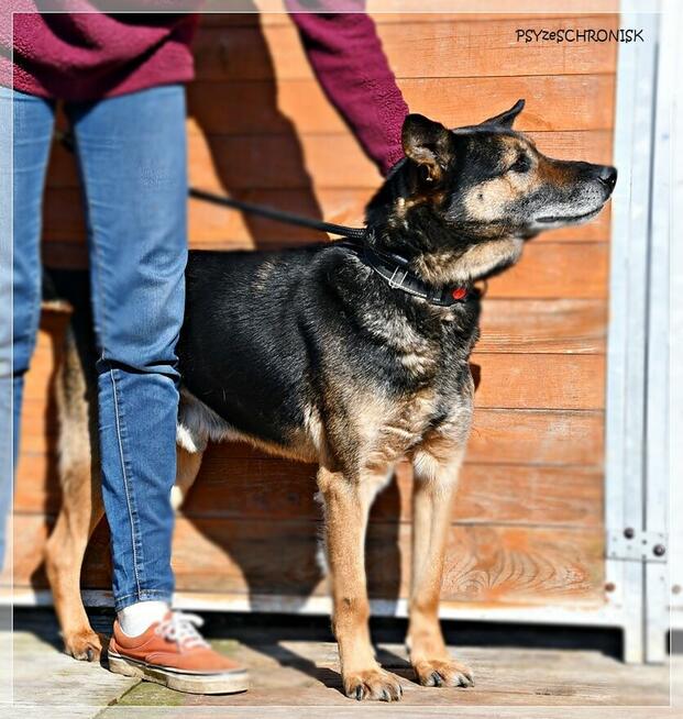 Szczepan – nawet psy o podłym życiu mogą pokochać człowieka