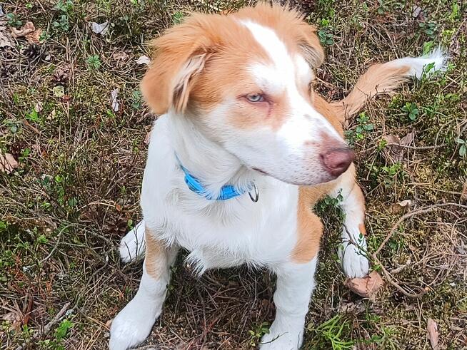 Szczeniak border collie