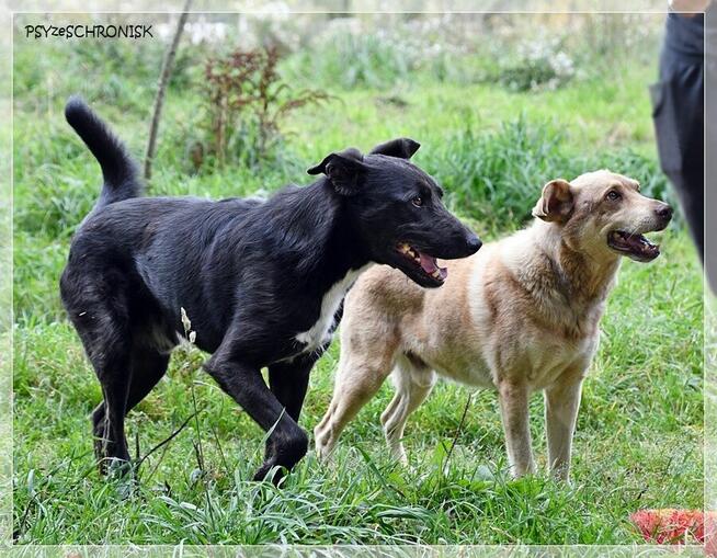 Cezar – szuka spokojnego domu, który zapewni mu stabilność