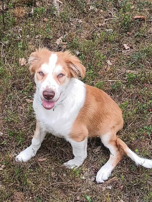 Szczeniak border collie