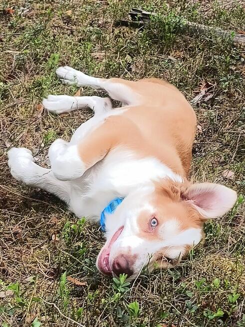 Szczeniak border collie