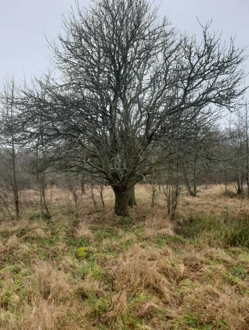 Działki budowlane 6,75 ha NAD MORZEM Ustka Słupsk Działka in