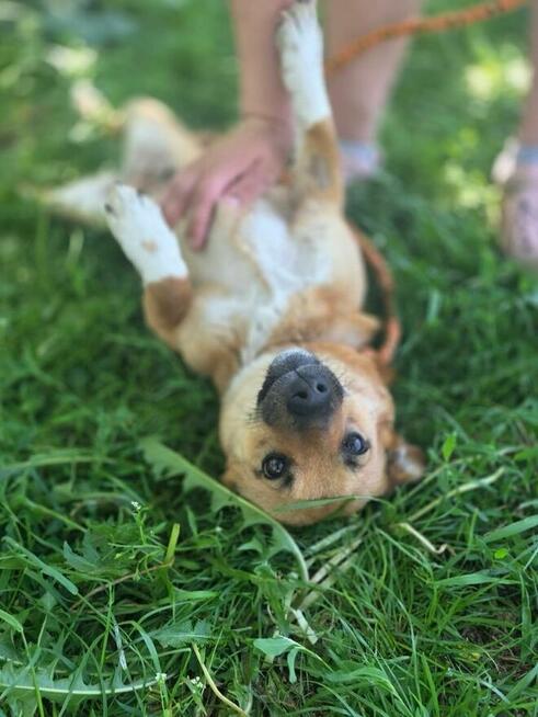 Różyczka- ruda, niewielka, cudowna suczka do adopcji
